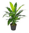 Artificial 25\" Dracaena In Black Pot