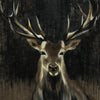 \"Young Buck\" Giant Art 54x54 Wall Art