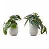 Alocasia 8\" Artificial Plant - Set of 2