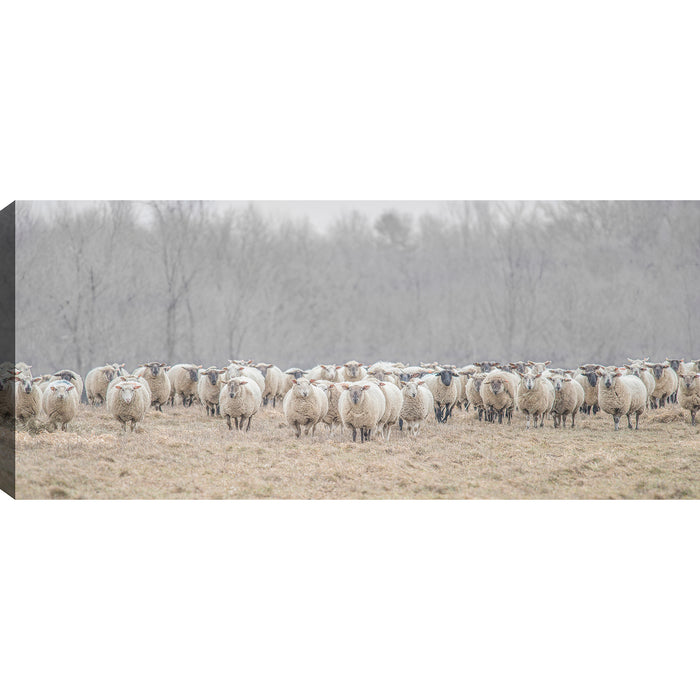 Flock of Sheep Canvas Wall Art - 21\" x 48\"