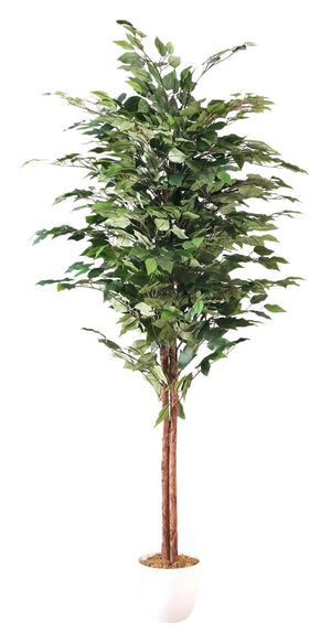 Ficus Altissma 60