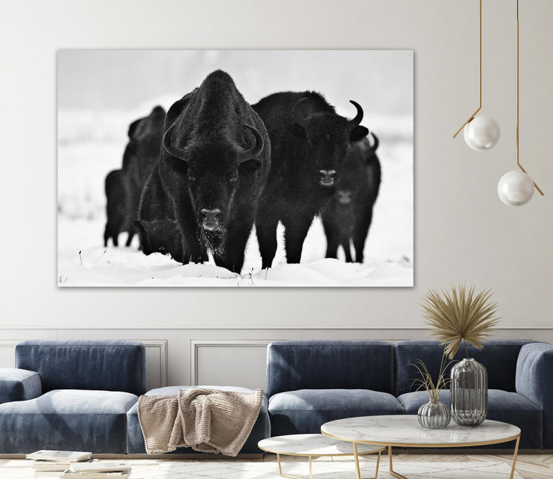 \"Europeans Bizons\" Giant Art 72x48 Wall Art