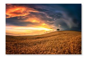 Lonely Tree In Sea Of Wheat 16x24 Wall Art Frame And Fabric Panel