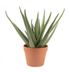 Artificial 17\" Aloe Vera In Terracotta Pot