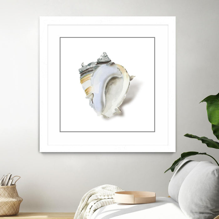 \"Seafoam Shell\" Matted and Framed White 36x36 Wall Art