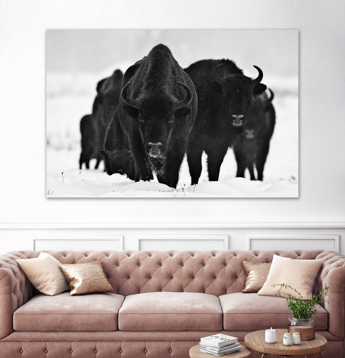 \"Europeans Bizons\" Giant Art 72x48 Wall Art