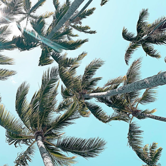 \"Palm 03\" Giant Art 72x72 Wall Art