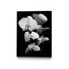 \"White Orchid Iii\" Canvas Framed Black 24x32 Wall Art