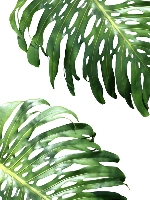 \"Double Philodendron (color)\" Giant Art 72x54 Wall Art