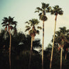 \"Beverly Hills I\" Giant Art 72x72 Wall Art
