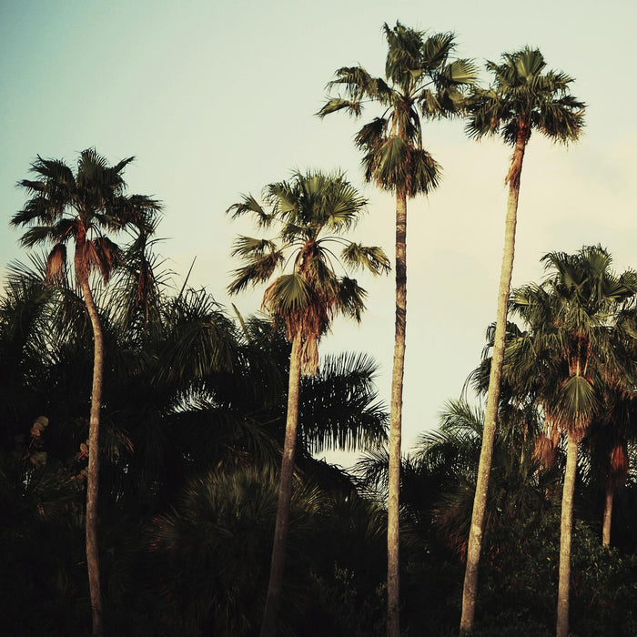 \"Beverly Hills I\" Giant Art 72x72 Wall Art